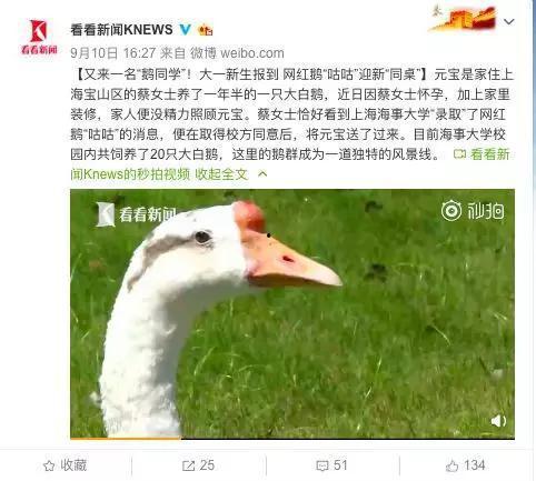 网红大鹅,从田间到网络，一只鹅的传奇之旅
